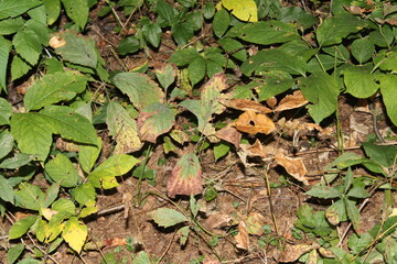 autumn leaves on the ground