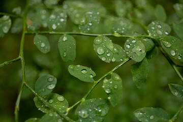 Water Droplets Cover Tangle of Green Branches