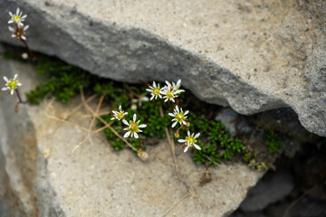 White Saxifrage Bloom Between Slaps Of Granite On Mount Rainier