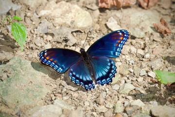 butterfly