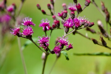 flowers in a field