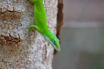 green lizard on a branch