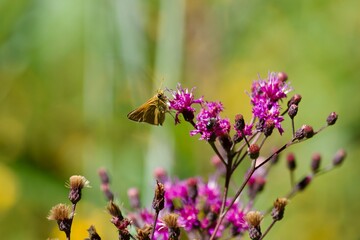 Skipper on a Flower