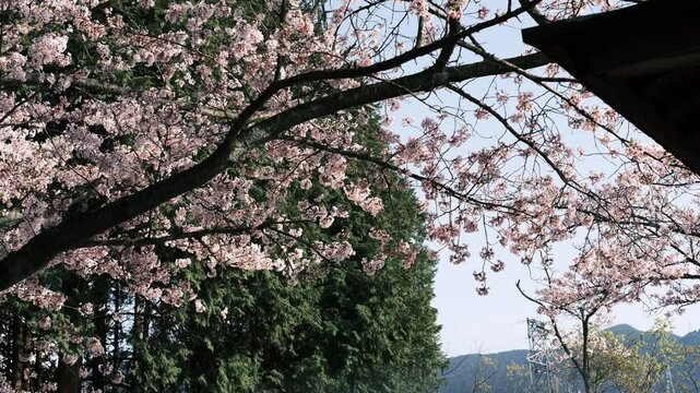 桜散る Images – Browse 875 Stock Photos, Vectors, and Video