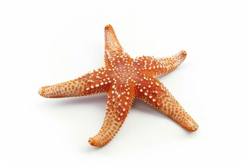 Graceful starfish silhouette under the moonlight