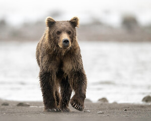 Alaska Brown Bear (Ursus arctos), Lake Clark National Park