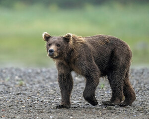 Alaska Brown Bear (Ursus arctos), Lake Clark National Park