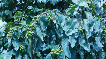 Fruits of Myrolan Wood. A bunch of green raw fruits on the tree of the king of herbs Chebulic Myrobalan (Terminalia chebula Retz.) on a green leaf background with copy space. Selective focus