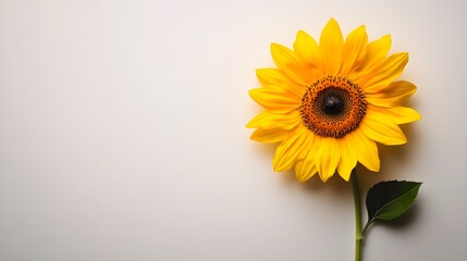 Obraz premium Single sunflower in peak bloom, centered on a white backgroundThe contrast between the vivid yellow petals and the deep brown core creates a striking, minimalistic image