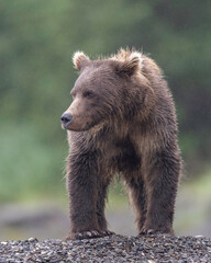 Alaska Brown Bear (Ursus arctos), Lake Clark National Park