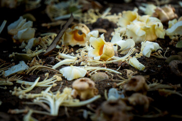 It's a close-up of white and yellow flower petals on dark soil. Durian Flowers.