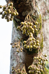 This image shows a tree trunk with clusters of small durian green fruit hanging from it.