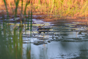 A Wood Duck Swimming in Seney National Wildlife Refuge, near Seney, Michigan.