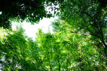 見上げる新緑の森