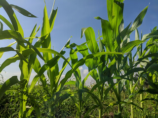 A field of young corn plants with vibrant green leaves, growing tall and healthy in the sunlight. The plants are surrounded by lush greenery and a clear blue sky.