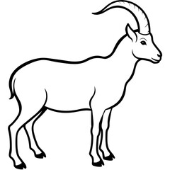 goat isolated on white
