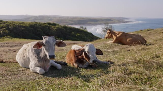 Dairy Cows grazing on green grass in autumn at sunny day on rocky hills near the ocean in South Africa, Wild coast. Picturesque landscape. nature rural scenery. Mammal animals, catle breeding.