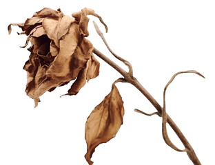 Withered dry rose over transparent background