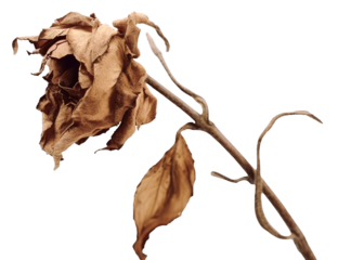 Withered dry rose over transparent background