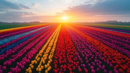 Gordijnen Vibrant Tulip Fields Blanketing the Dutch Landscape from Above © LAB.Photo