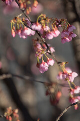 満開の土肥桜
