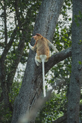 A proboscis monkey is sitting on a branch, observing its surroundings.