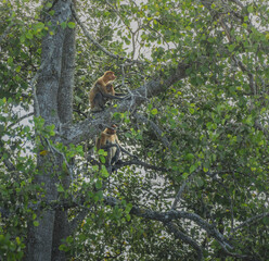 Proboscis Monkey mother and her cub on the mangrove tree.