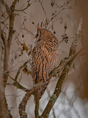 A long-eared owl sits on a branch in the shade of trees.