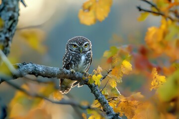 Glaucidium passerinum. It is the smallest owl in Europe. It occurs mainly in northern Europe. But also in Central and Southern Europe. In some mountain areas. Photographed in the Czech Republic, ai