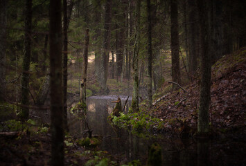 A forest stream illuminated by the light breaking through the dense forest.