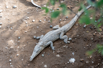 alligator in the water Zoo Tumbes  Perú