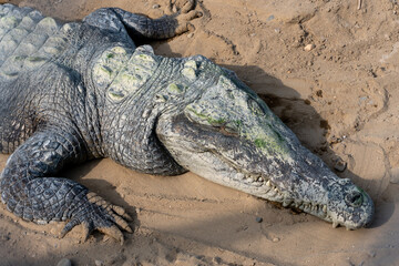 alligator in the swamp Zoo Tumbes  Perú