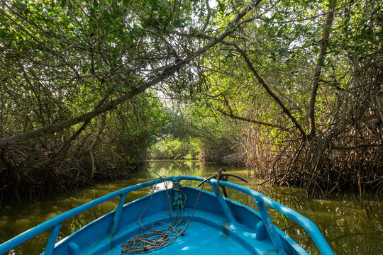 bridge in the woods Manglares Tumbes  Per&uacute;