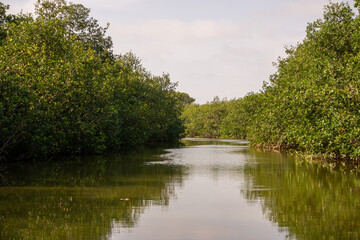 lake in the park Manglares Tumbes  Perú