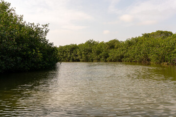 the river in the park Manglares Tumbes  Perú