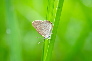 Brown butterfly on Green grass and small flowers,green blurred background with copy space for text. butterfly in a meadow in nature in green of sunlight in summer in the spring close-up of a macro.