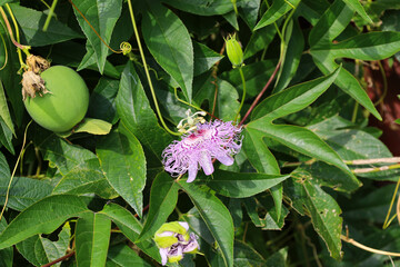 Purple passion flower, flower bud and seed in fall time