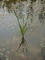 Perfectly symmetrical reflection in the pond water with green plant and water lily