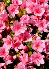 a close up of a bunch of pink flowers