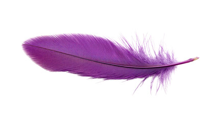 feather on a white transparent background