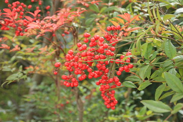肥後細川庭園。 ナンテン.。細川家下屋敷跡に造られた池泉回遊式庭園。目白台の斜面を山に見立てた森と、湧水を利用した流れと池が美しい景観を楽しませてくれる。よく似秋の紅葉は見事、さらに冬場の松の雪つりも趣きを与える。