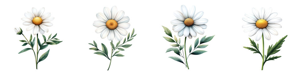 A collection of beautiful white daisies showcasing vibrant petals and delicate green stems, perfect for nature-themed designs.