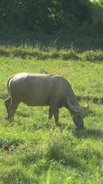 buffalo eating grass