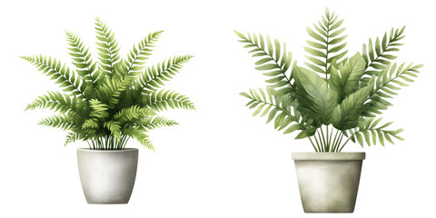 Fototapeta premium Two lush green potted plants with delicate leaves, perfect for adding a touch of nature to any indoor space or decor.