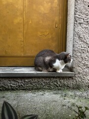 Obraz premium A cat sitting on a stoop and looking away