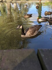 Fototapeta premium A Canada Goose swims on a pond with ducks in the background