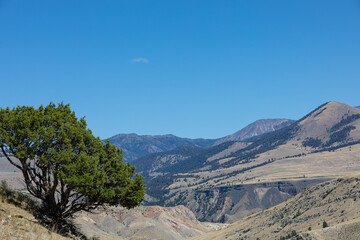 Photograph of one green bush growing on the side of a hill overlooking a mountainous hilly terrain on A beautiful bright clear day