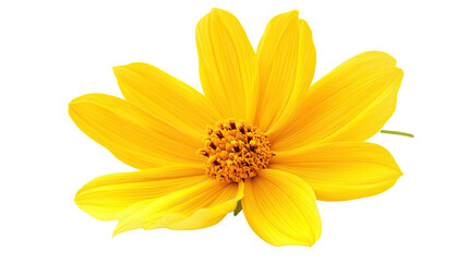 Obraz premium flower on a white transparent background