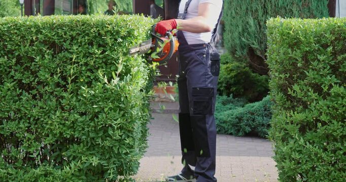 Close up of caucasian handyman in brown overalls and gloves using electric trimmer for shaping bushes on back yard. Seasonal and manual work outdoors. 