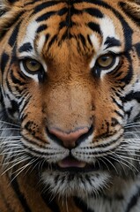 portrait of a bengal tiger